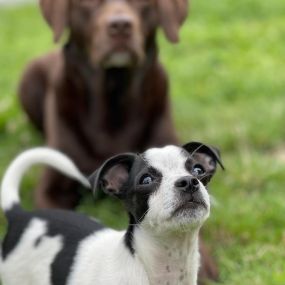 Bild von Kleintieroase Silvana Michalek l Hundepension Katzenpension Leipzig