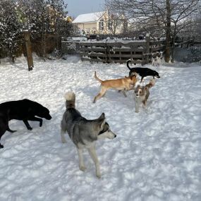 Bild von Kleintieroase Silvana Michalek l Hundepension Katzenpension Leipzig