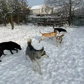 Bild von Kleintieroase Silvana Michalek l Hundepension Katzenpension Leipzig