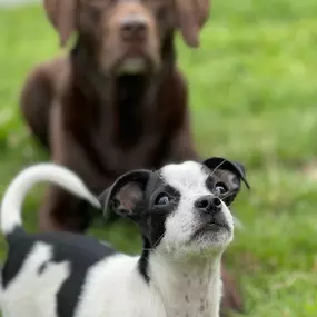 Bild von Kleintieroase Silvana Michalek l Hundepension Katzenpension Leipzig