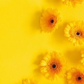 Bild von Gelbe Blume CIS UG