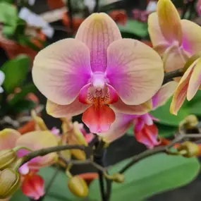 Bild von Blumenladen Dachau | Gärtnerei Diehm