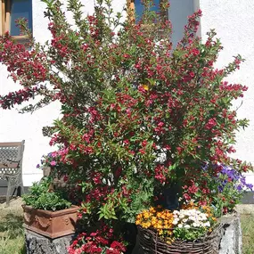 Bild von Pension Lenz
