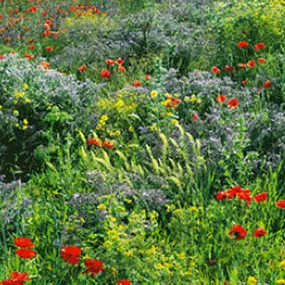 Bild von Keller Gartenbau Inh. Martin Luginbühl