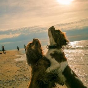 Bild von Hundezentrum Lapki mit Tagesbetreuung