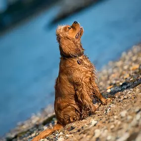 Bild von Hundezentrum Lapki