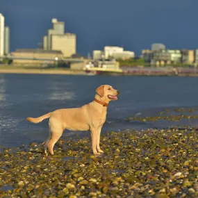 Bild von Hundezentrum Lapki