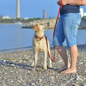 Bild von Hundezentrum Lapki