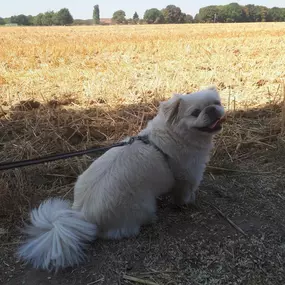 Bild von Hundezentrum Lapki