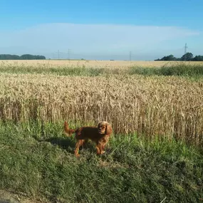 Bild von Hundezentrum Lapki