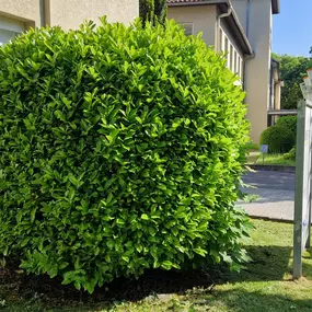 Bild von Gartenbau Heilbronn | Sommer Garten und Landschaftsbau