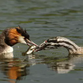 Bild von Naturfoto Knut Fischer