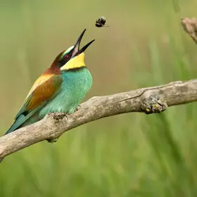 Bild von Naturfoto Knut Fischer