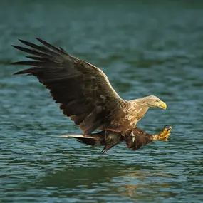 Bild von Naturfoto Knut Fischer