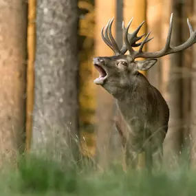 Bild von Naturfoto Knut Fischer