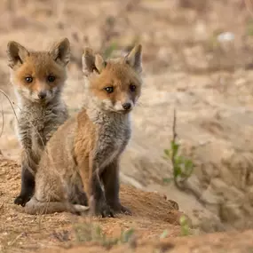 Bild von Naturfoto Knut Fischer