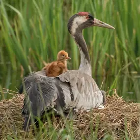 Bild von Naturfoto Knut Fischer