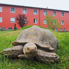 Bild von Alters- und Pflegeheim Ruttiger