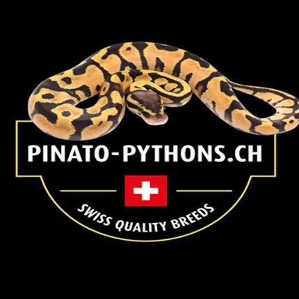 Logo from Pinato Pythons