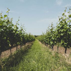 Weingut & Straussenfarm Wimmer in Oggau