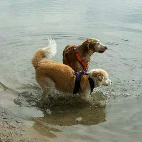 Bild von Glückshunde/DIE POSITIVE HUNDESCHULE