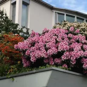 Bild von Strickler Blumen & Gärten AG