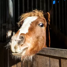 Bild von Tierklinik24