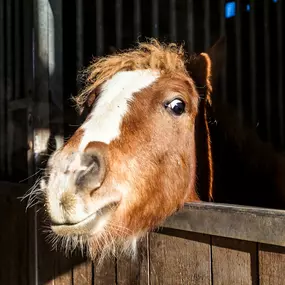 Bild von Tierklinik24