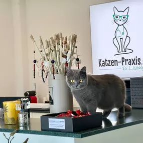 Bild von Katzen-Praxis.ch