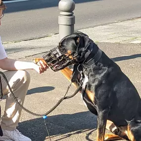 Bild von Katrin Salzsieder - Coaching für Mensch und Hund