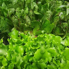 Gärtnerei Messner  9112 Griffen