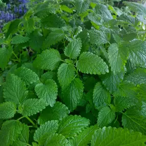 Gärtnerei Messner  9112 Griffen