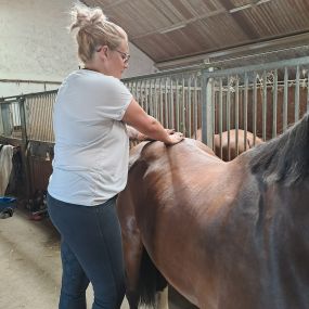 Dipl. Kinesiologine Nina Gaubinger - für Mensch und Tier - Pferdegestütztes Coaching
