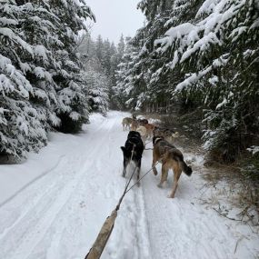 Bild von Huskystadl Waldviertel