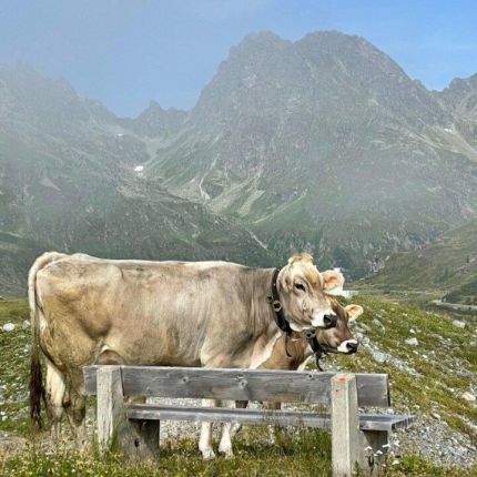 Logo von Haus Berta, Partenen - Ferienwohnungen im Montafon