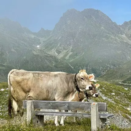 Logo from Haus Berta, Partenen - Ferienwohnungen im Montafon