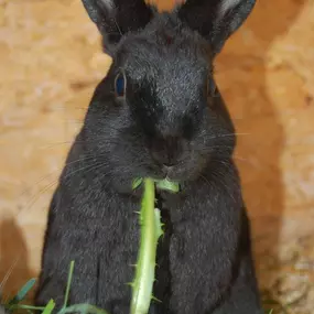 Bild von Katzenpension und Tierheilpraxis Rieger