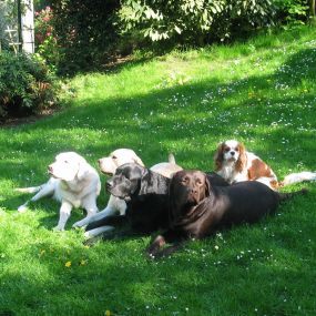 Bild von Die Schule der Labradorfreunde