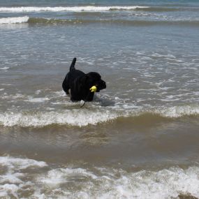 Bild von Die Schule der Labradorfreunde