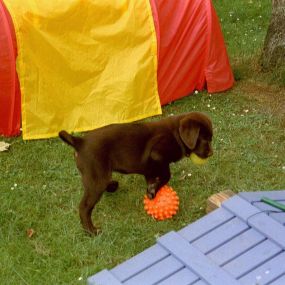 Bild von Die Schule der Labradorfreunde