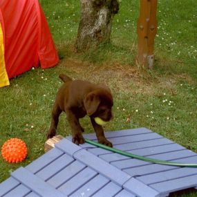 Bild von Die Schule der Labradorfreunde