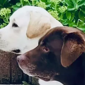 Bild von Die Schule der Labradorfreunde