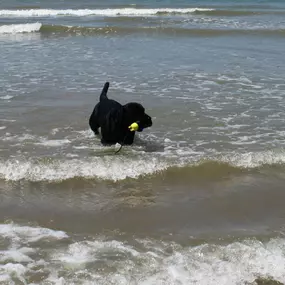 Bild von Die Schule der Labradorfreunde