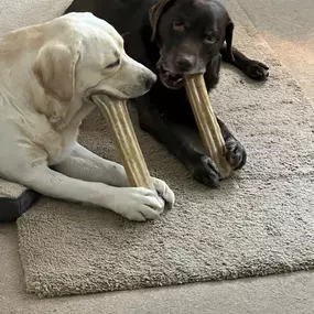 Bild von Die Schule der Labradorfreunde