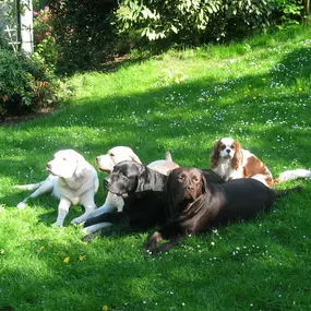 Bild von Die Schule der Labradorfreunde