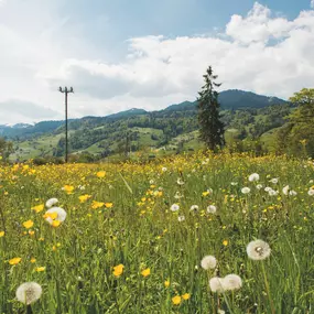 Bild von Elektrizitätswerk Obwalden