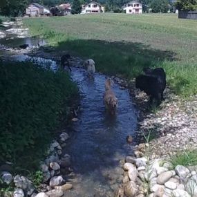 Bild von Hundeschule & Hundebetreuung Natur Pfötli