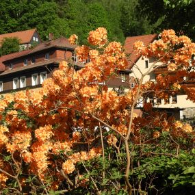 Bild von Ferienwohnungen im Haus Daheim