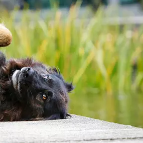 Spende jetzt für den Tierschutz und hilf uns bei der Versorgung und Vermittlung der Tiere.