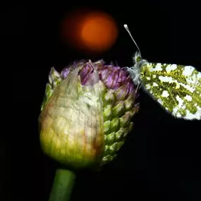 Bild von Geiser Gartenbau